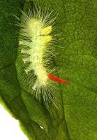 Calliteara pudibunda - Pale Tussock