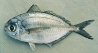 Ariomma indica, Indian ariomma: fisheries