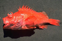 Sebastes phillipsi, Chameleon rockfish: