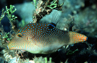 Canthigaster solandri, Spotted sharpnose: aquarium