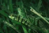 Amblygobius sphynx, Sphinx goby: fisheries, aquarium