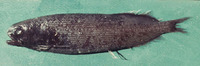 Microphotolepis multipunctata, :