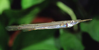 Dermogenys pusilla, Wrestling halfbeak: fisheries, aquarium