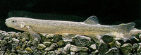 Galaxias paucispondylus, Alpine galaxias: