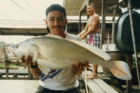 Boesemania microlepis, Boeseman croaker: fisheries