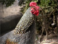 Grey Junglefowl Gallus sonnerati