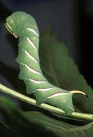 Sphinx ligustri - Privet Hawk-moth