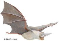 Image of: Antrozous pallidus (pallid bat)