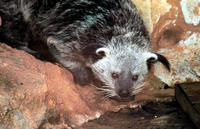 Image of: Arctictis binturong (binturong)