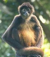 Image of: Ateles geoffroyi (Central American spider monkey)