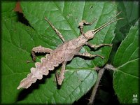 Heteropteryx dilatata - New Guinea Walking Stick