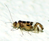 Graphopsocus cruciatus