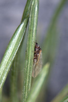 Gilletteella cooleyi