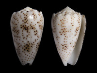 Conus arenatus