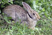 Image of: Lepus nigricollis (Indian hare)