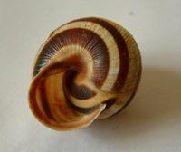 Cepaea vindobonensis
