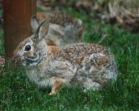 Image of: Sylvilagus floridanus (eastern cottontail)