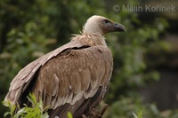 Gyps himalayensis - Himalayan Griffon