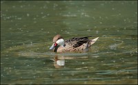 Anas bahamensis - White-cheeked Pintail