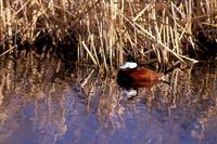 Oxyura jamaicensis - Ruddy Duck