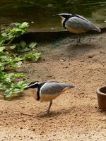 Pluvianus aegyptius - Crocodile-bird