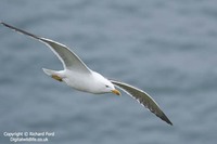 Larus fuscus - Lesser Black-backed Gull