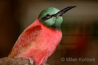 Merops nubicus - Northern Carmine Bee-eater