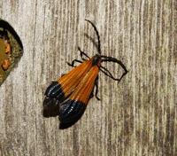 Image of: Lycidae (net-winged beetles)