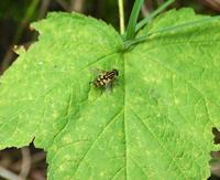 Image of: Syrphidae (flower flies and syrphid flies)