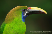 Aulacorhynchus prasinus - Emerald Toucanet