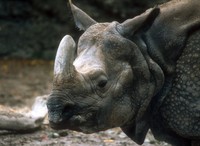 Rhinoceros unicornis - Great Indian Rhinoceros