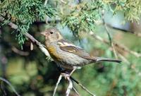 Image of: Carpodacus trifasciatus (three-banded rosefinch)