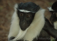 Cercopithecus diana roloway