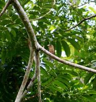 Image of: Gymnobucco peli (bristle-nosed barbet)