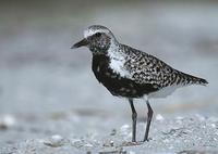 Image of: Pluvialis squatarola (grey plover;black-bellied plover)