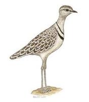 Image of: Rhinoptilus africanus (double-banded courser)