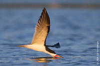 Image of: Rynchops niger (black skimmer)