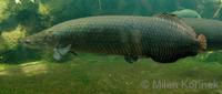 Arapaima gigas - Giant Arapaima