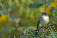 Image of: Sayornis phoebe (eastern phoebe)