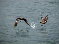 Image of: Stercorarius chilensis (Chilean skua)