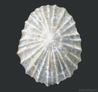 Image of: Patella vulgata