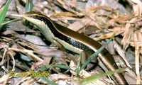 Eutropis longicaudata