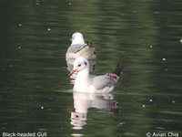 Black-headed Gull - Larus ridibundus