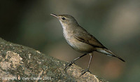 Blyth's Reed Warbler - Acrocephalus dumetorum