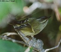 Ashy-throated Warbler - Phylloscopus maculipennis