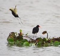 Wattled Jacana (Jacana jacana) photo