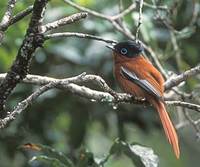 Madagascar Paradise-Flycatcher (Terpsiphone mutata) photo