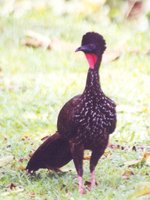 Crested Guan - Penelope purpurascens