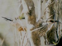 Subdesert Mesite - Monias benschi