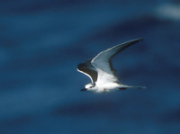 Bridled Tern (Sterna anaethetus) photo